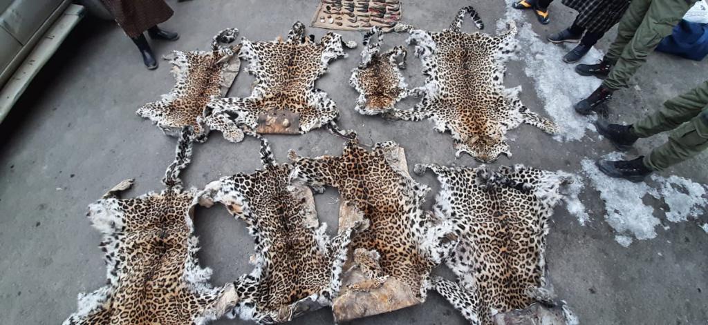 Leopard skin in kashmir house