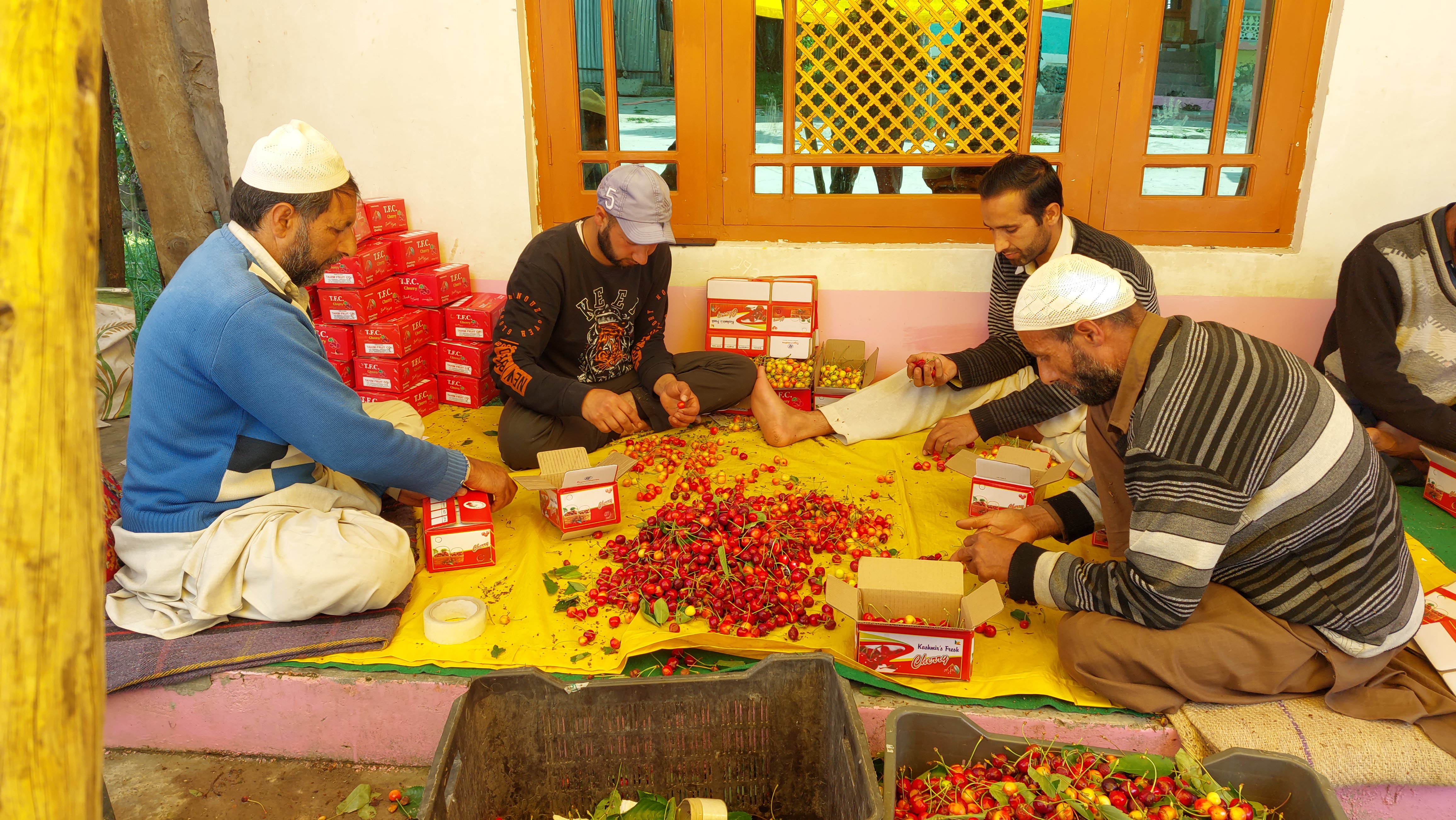 Cherry Crops in Kashmir