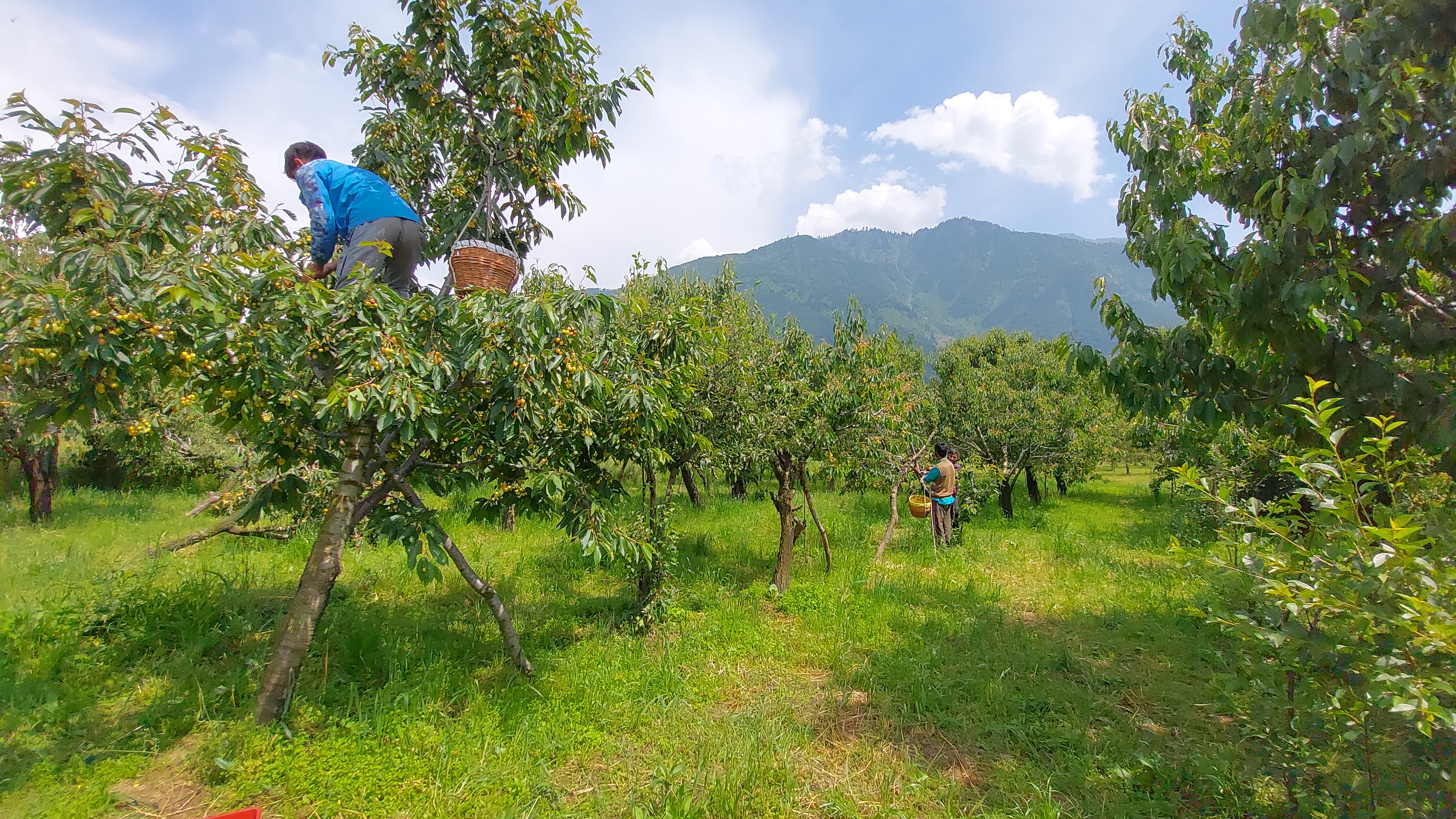 Cherry Crops in Kashmir