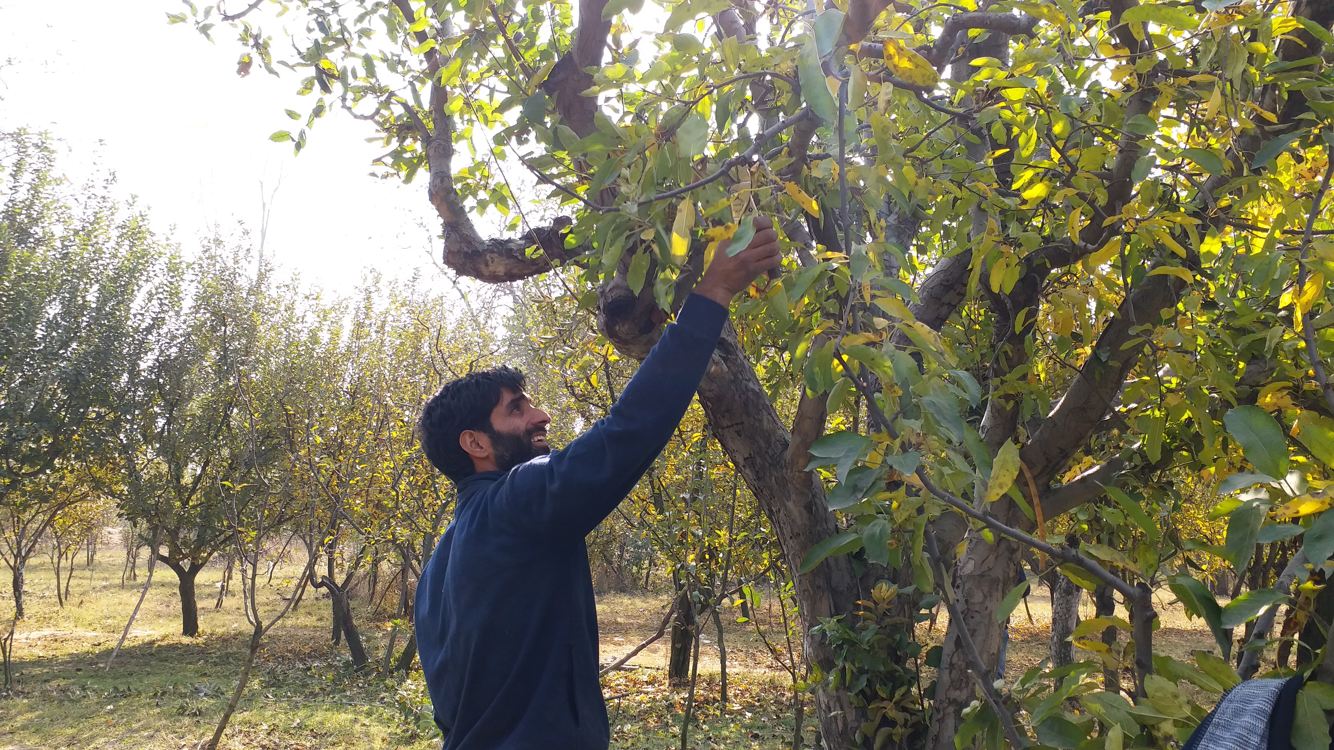 باغبانی زراعت کا ایک اہم شعبہ ہے