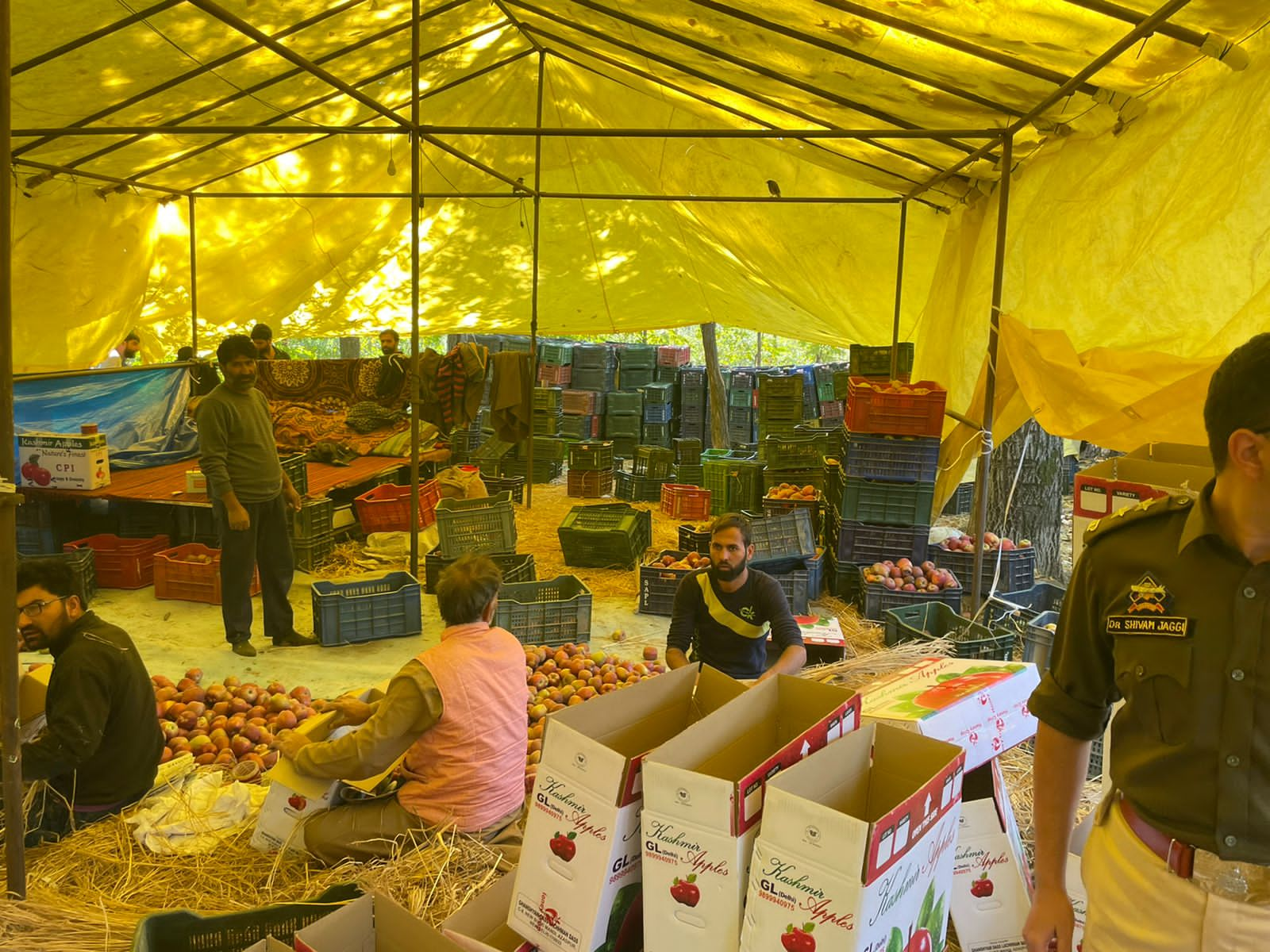 viral video of fruit grower in kashmir setting fire to apple due to  slow rate, police says Strict action against said personn