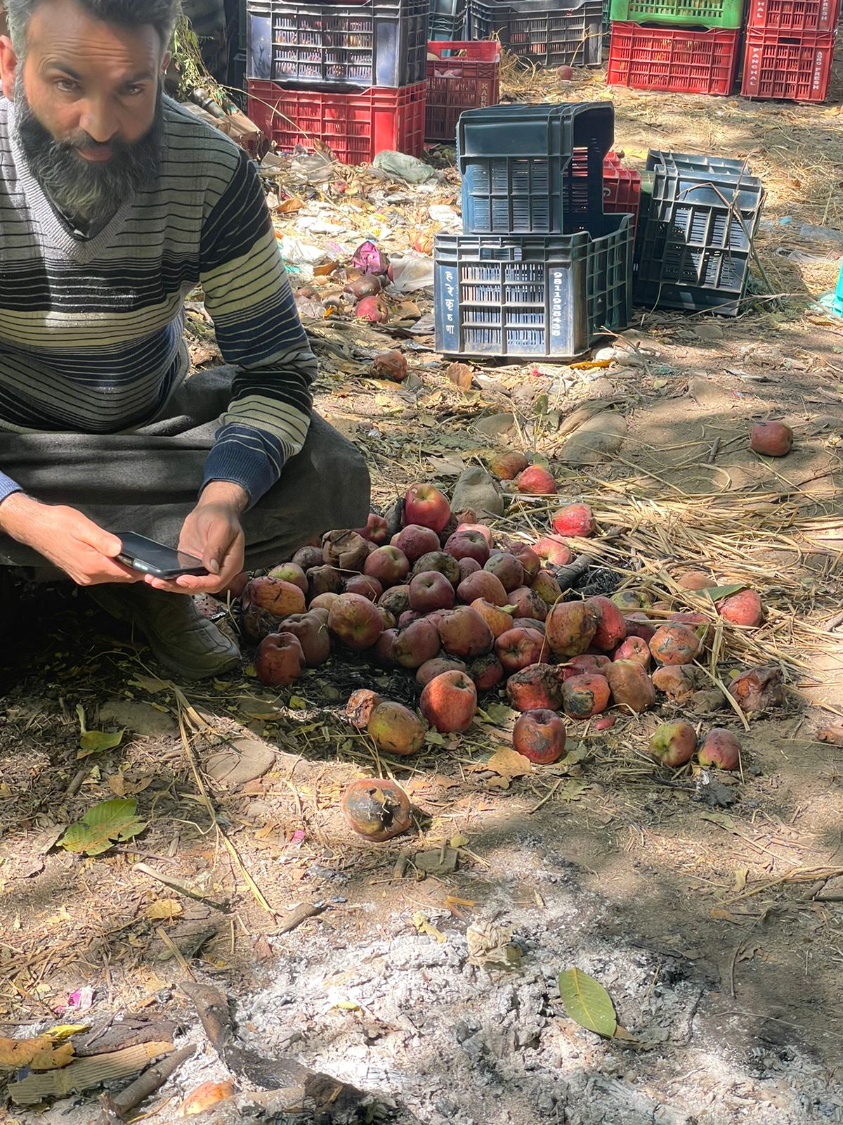 viral video of fruit grower in kashmir setting fire to apple due to  slow rate, police says Strict action against said personn