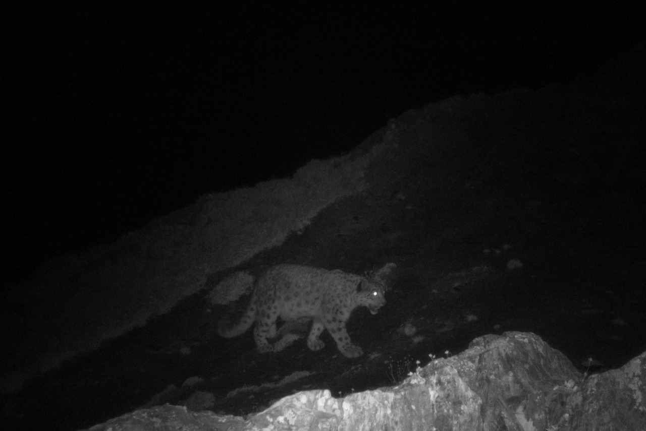 Snow Leopard Presence evidences in JK