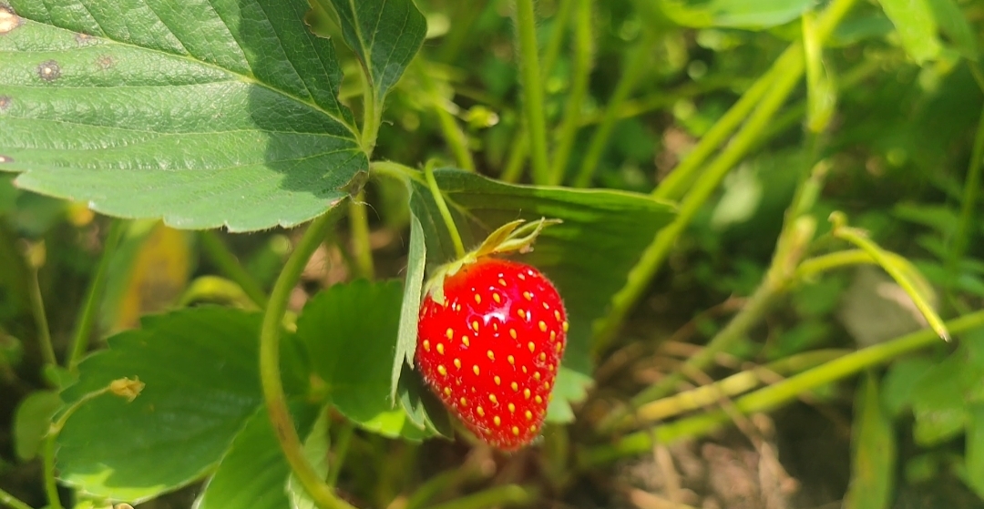 Strawberry harvesting in Kashmir