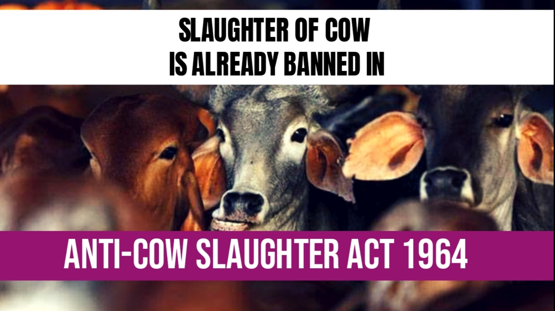 anti cattle slaughter act by bjp government giving rise to nutritional consequences