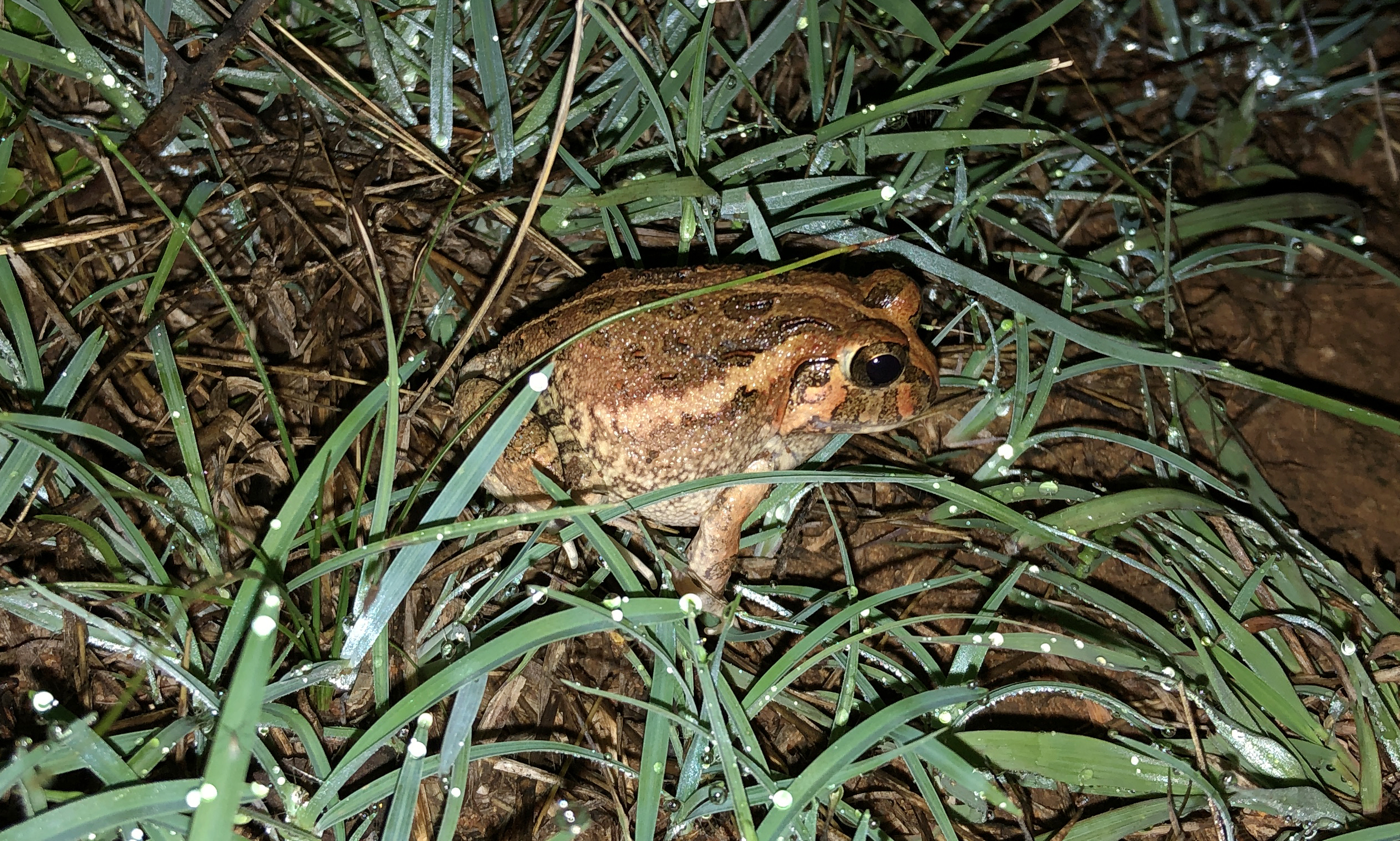 A new species of burrowing frog has been found by a group of researchers