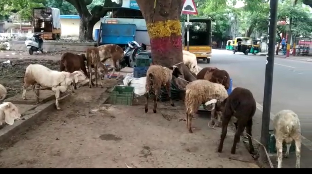 ಬಕ್ರೀದ್ ಕುರಿ ವ್ಯಾಪರ ಬಲು ಜೋರು