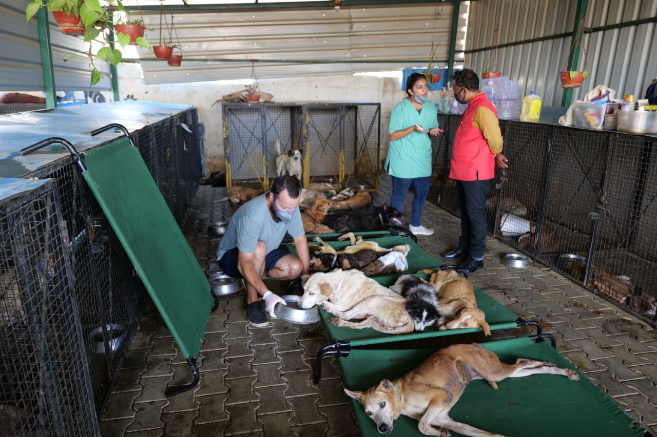 animals saved from pet shop