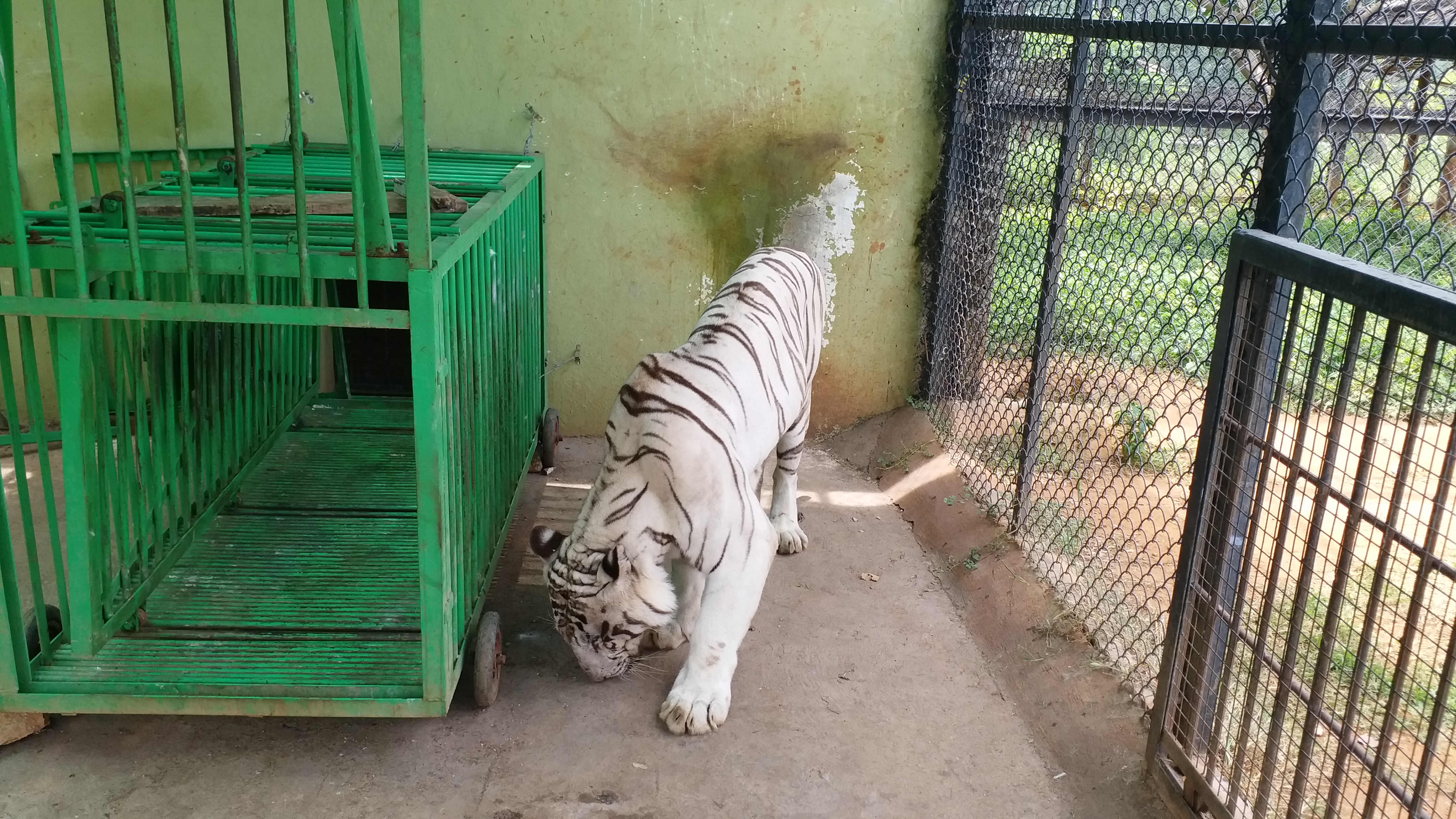 White tiger is came to Atal Bihari Vajpayee zoological park