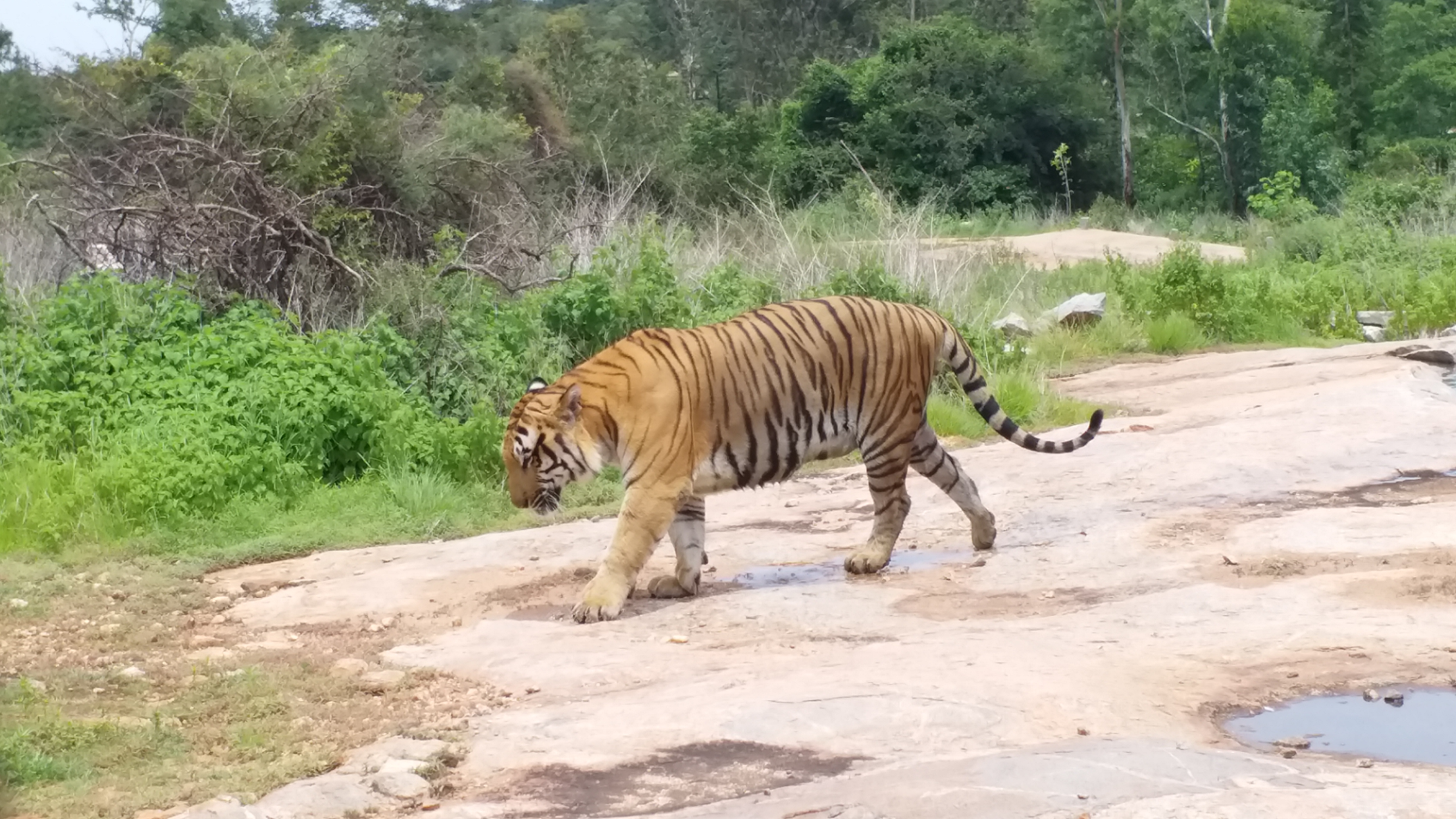 White tiger is came to Atal Bihari Vajpayee zoological park