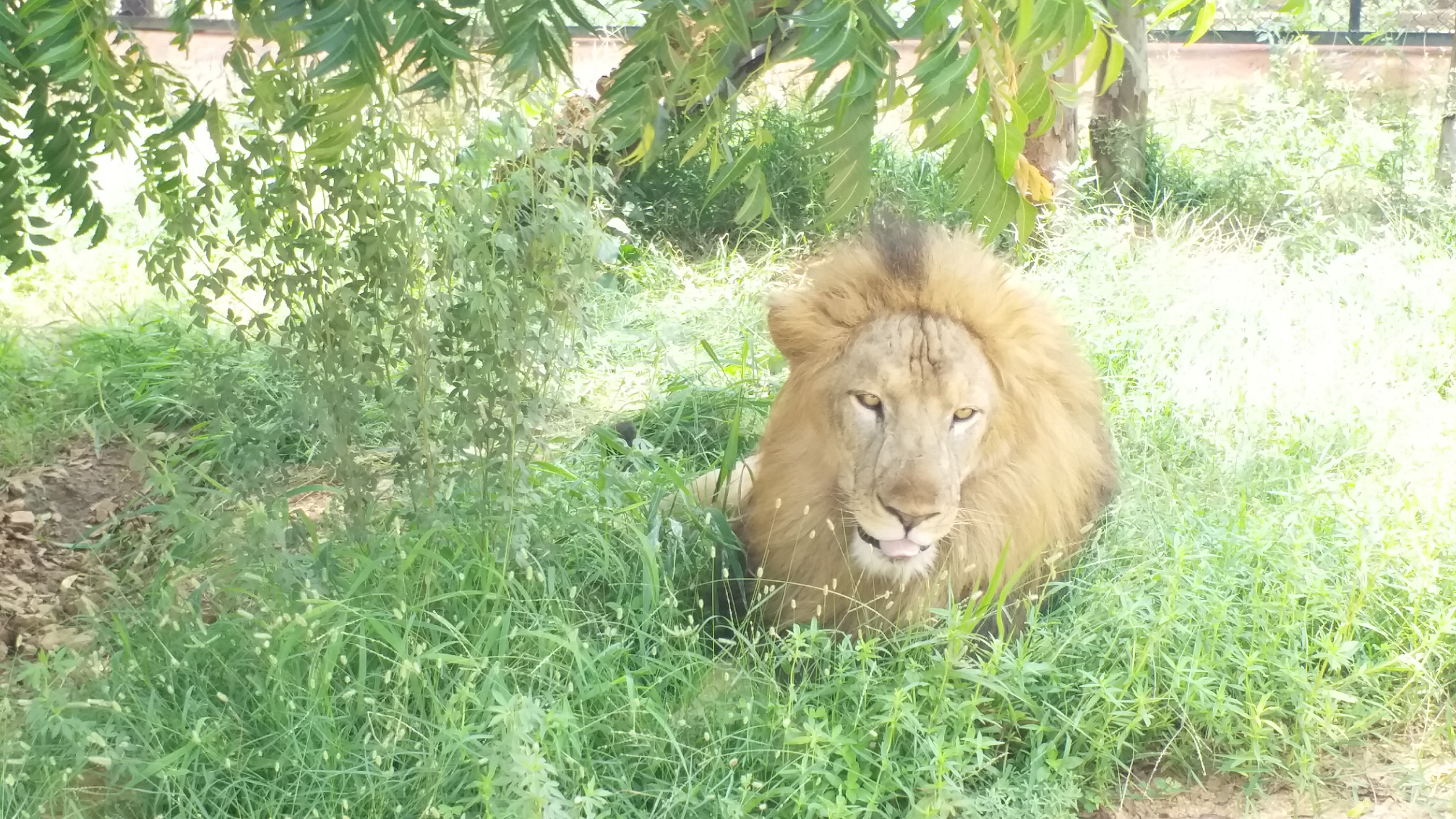 White tiger is came to Atal Bihari Vajpayee zoological park