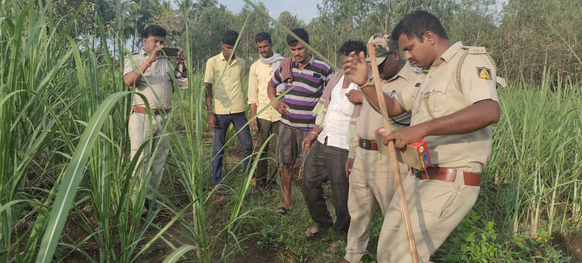 Operation to Catch Leopard in Mysore