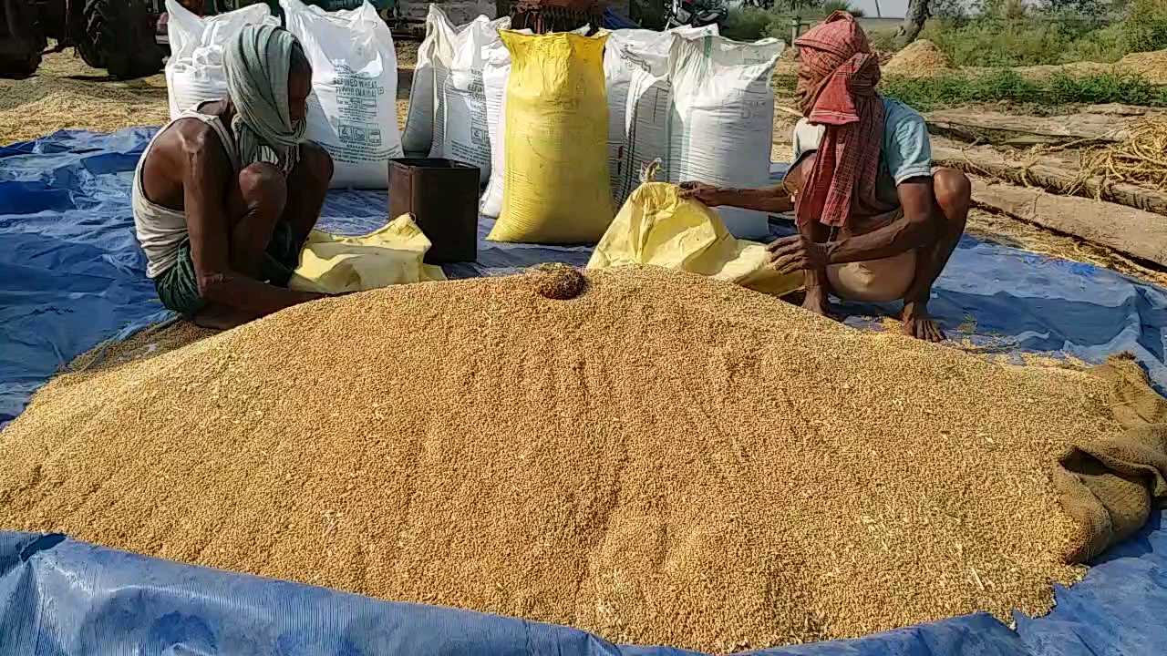 wheat procurement in patna