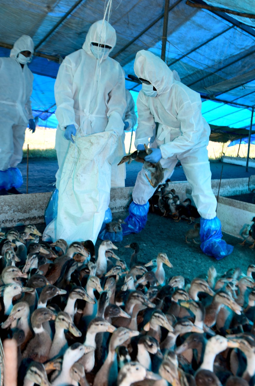 Kerala Bird flu: Culling of birds begins in the affected regions in two districts