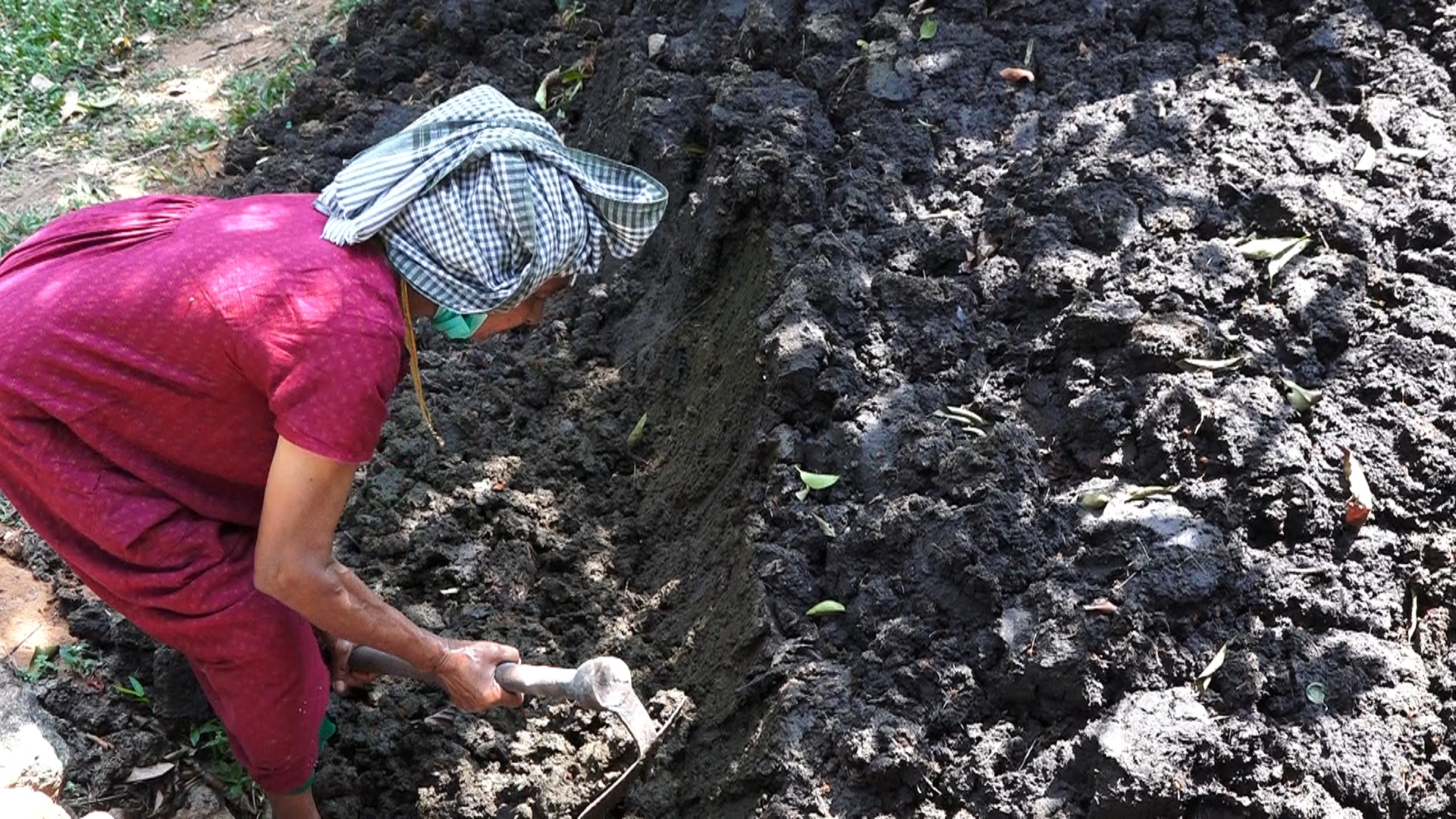 At 68, coconut tree climbing is not a big task for Mariamakutti