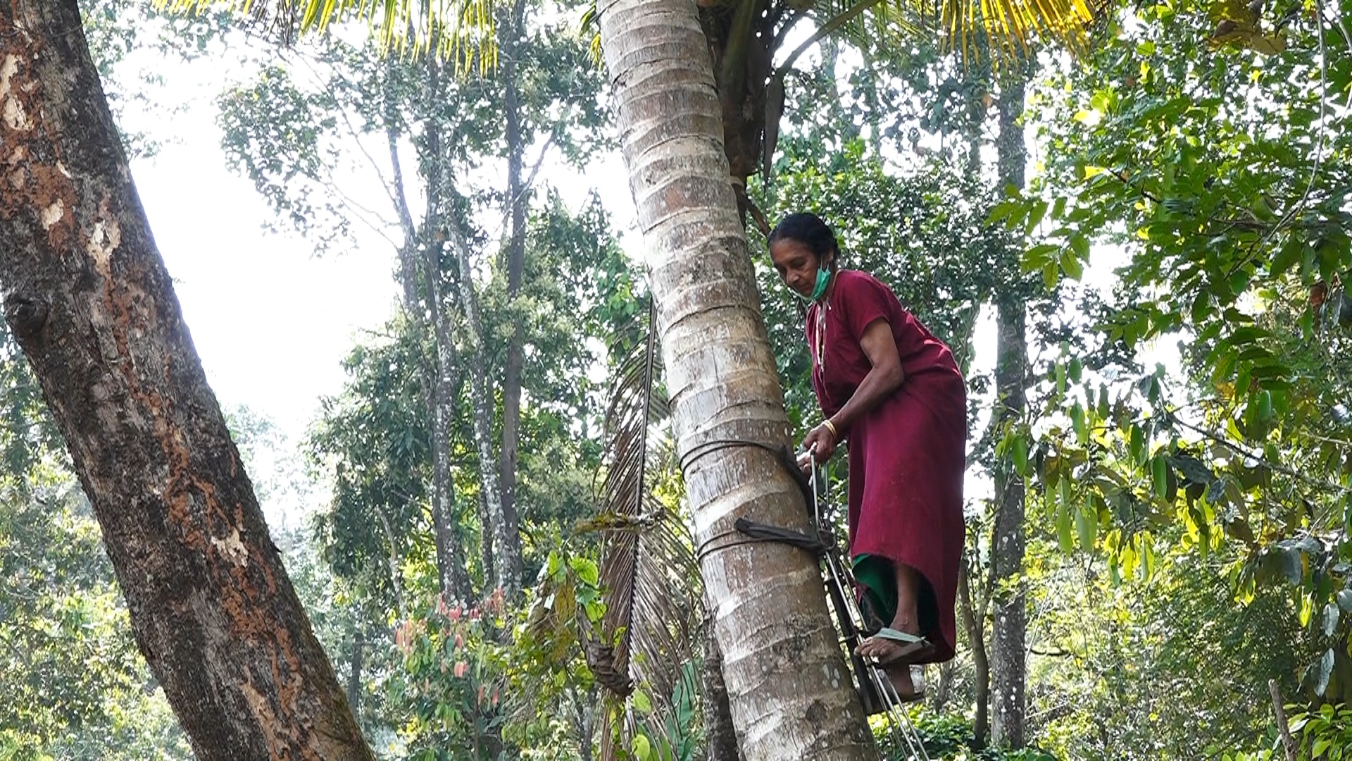 At 68, coconut tree climbing is not a big task for Mariamakutti