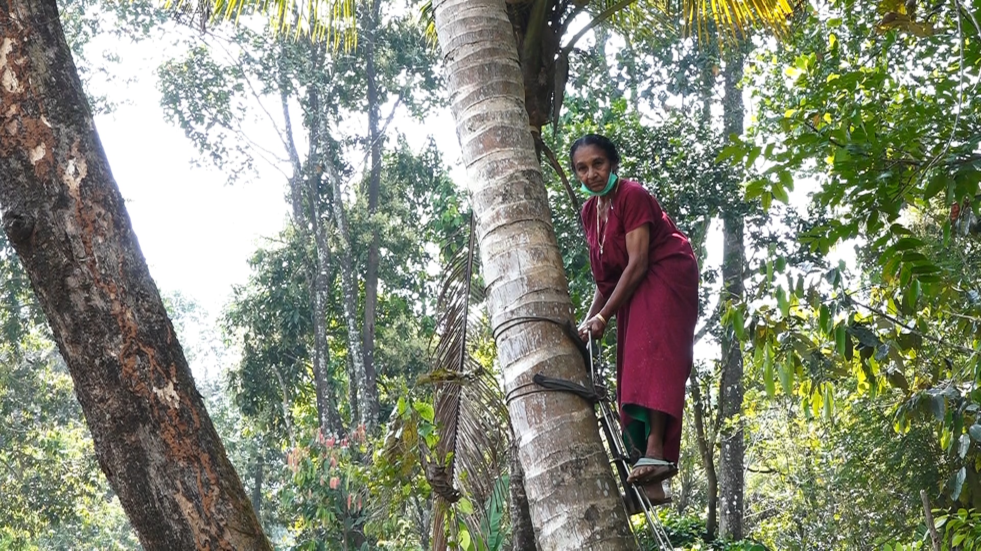 At 68, coconut tree climbing is not a big task for Mariamakutti