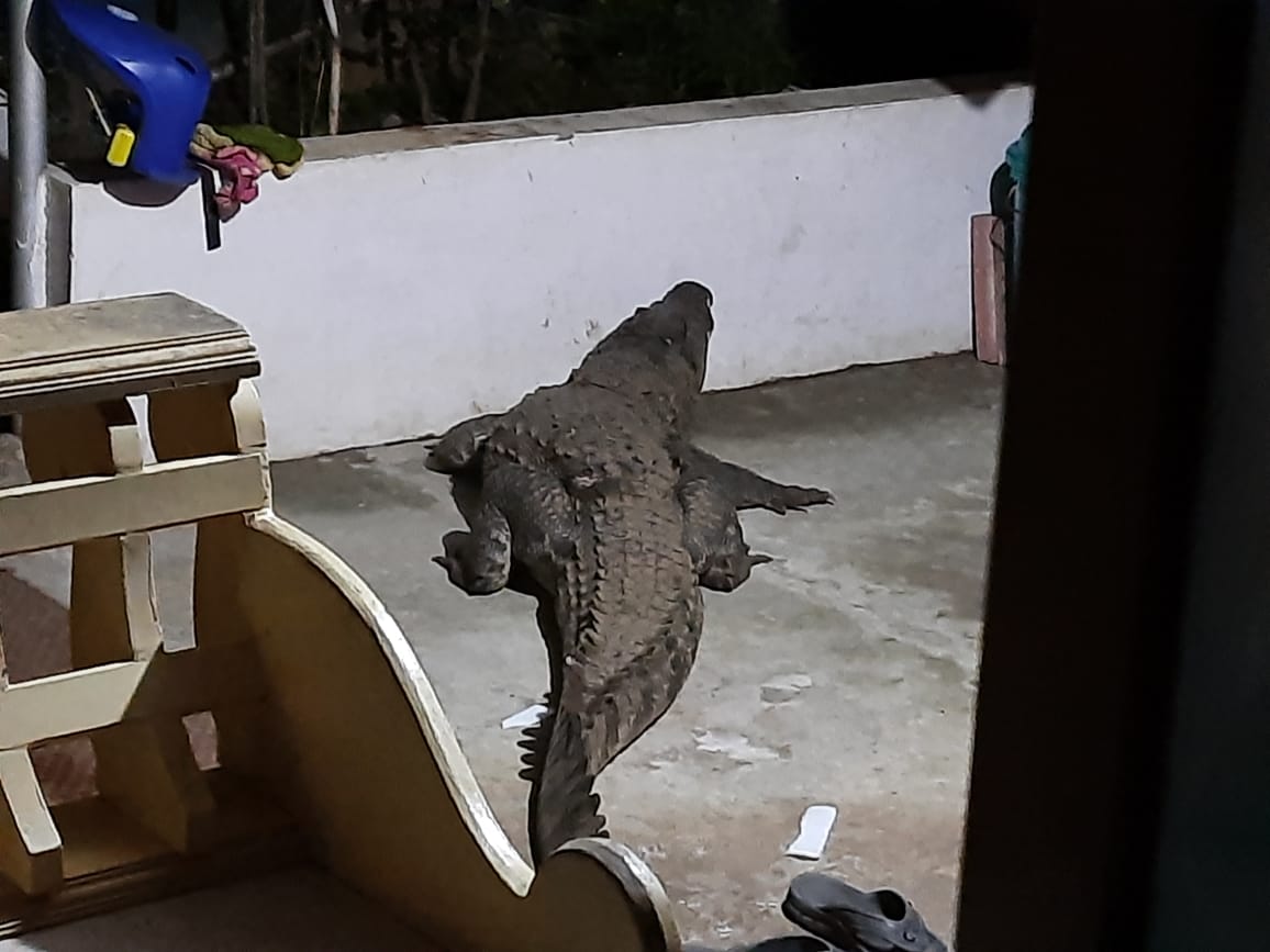 Gharial found near a home in Athirappilly