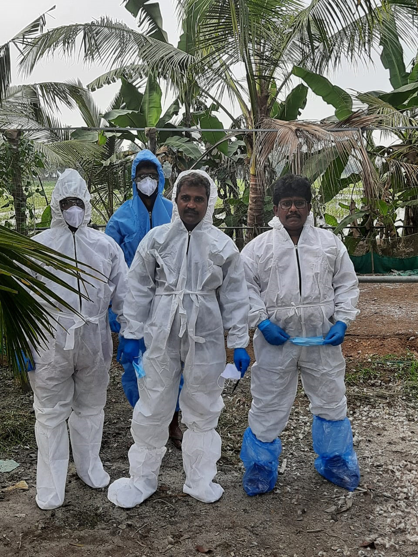 kottayam bird flu  bird flu  kottayam  കോട്ടയം പക്ഷിപ്പനി  പക്ഷികളെ ദയാവധം നടത്തി  ദയാവധം  വെച്ചൂര്‍  നീണ്ടൂര്‍  ആര്‍പ്പൂക്കര