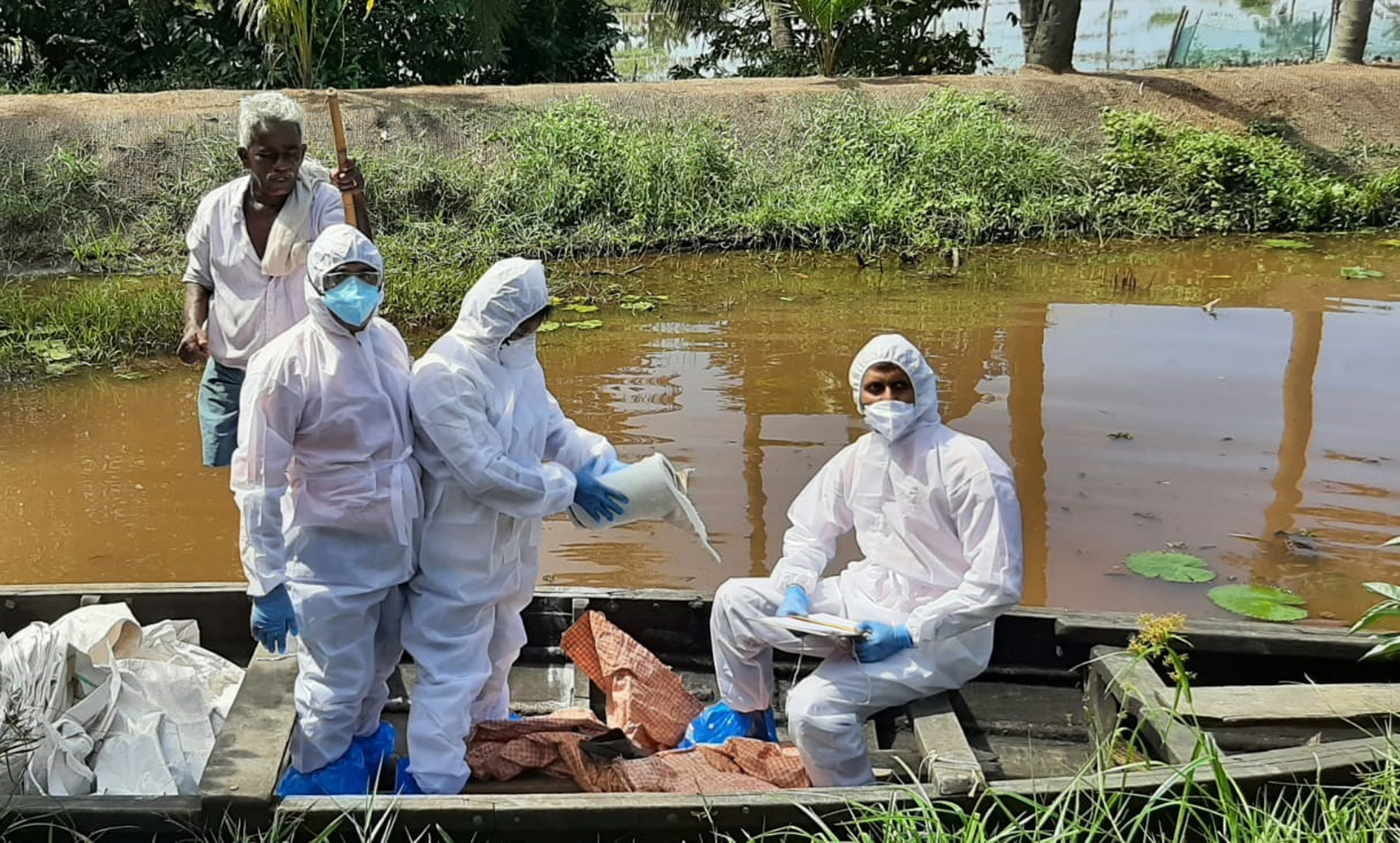 cbird flu in kottayam  bird flu  bird flu affected in kottayam  പക്ഷിപ്പനി  പക്ഷിപ്പനി കോട്ടയം  കോട്ടയത്ത് കല്ലറയിൽ പക്ഷിപ്പനി  കോട്ടയത്ത് കല്ലറയിൽ പക്ഷിപ്പനി സ്ഥിരീകരിച്ചു  താറാവുകളെ ദയാവധം ചെയ്‌തു  കോട്ടയത്ത് പക്ഷിപ്പനി ബാധ  കല്ലറ ഗ്രാമപഞ്ചായത്ത്