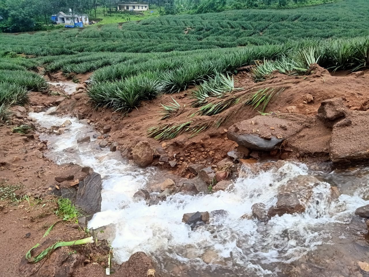 kerala rain  man drowned in kottayam koottikal  kerala rain updates  kottayam news  കൂട്ടിക്കലിൽ ഒഴുക്കിൽ പെട്ട് കാണാതായ ആളുടെ മൃതദേഹം കണ്ടെത്തി  കേരളം മഴ അപ്‌ഡേറ്റ്