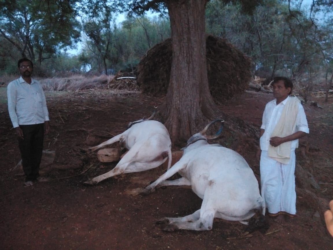 Two ox death from lightning