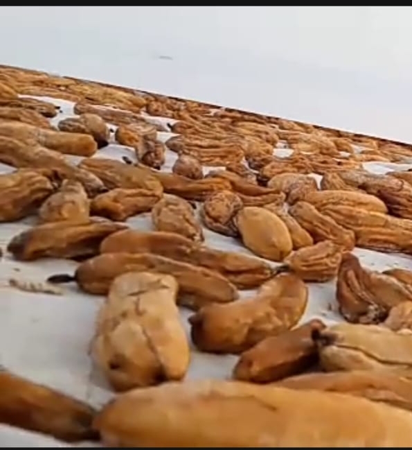 A farmer made natural dry banana fruit during lockdown