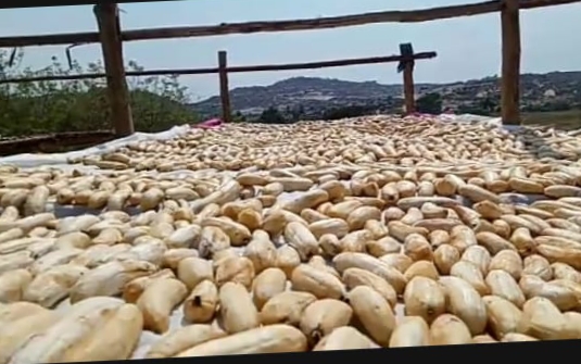 A farmer made natural dry banana fruit during lockdown