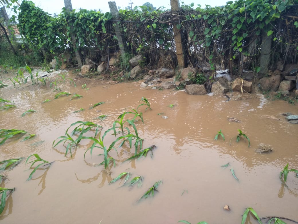 Crops are submerged in water