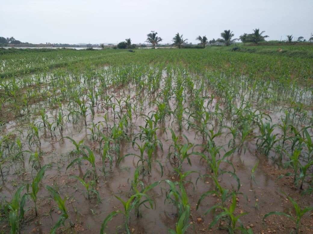 Crops are submerged in water