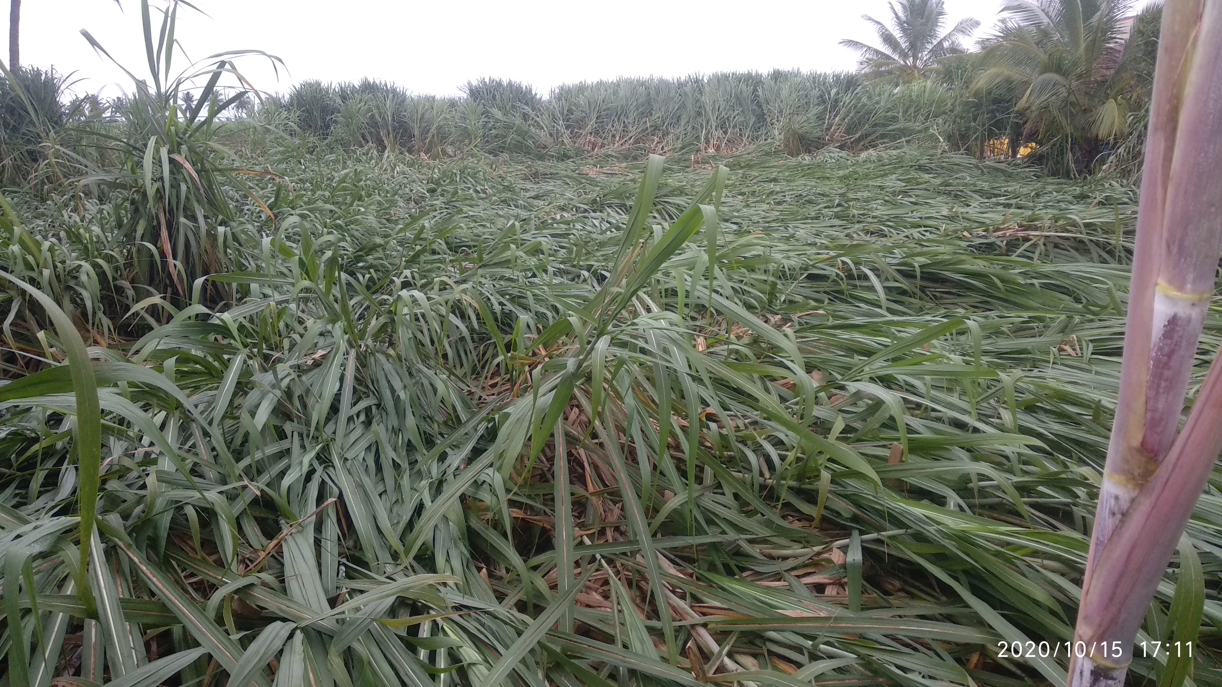 crops destroyed In Athani