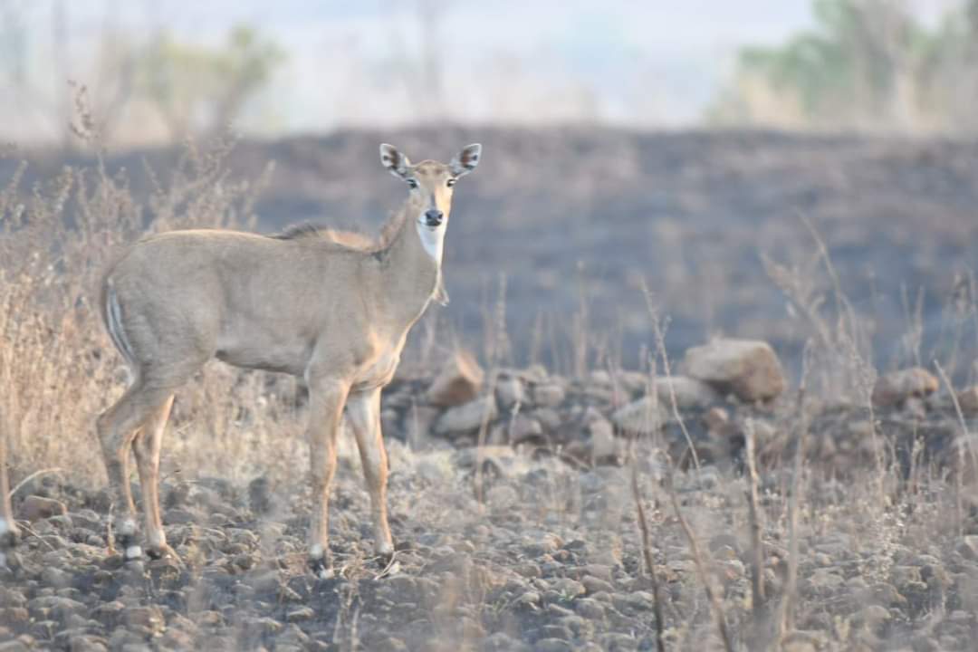 Rare Nilgai deer