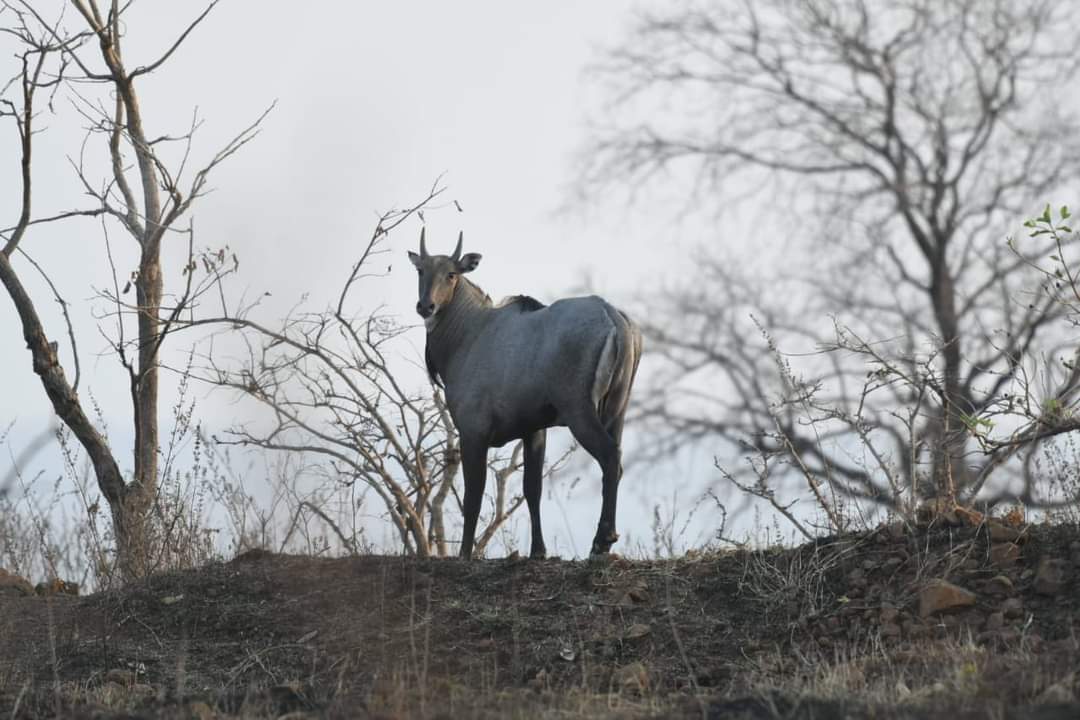 Rare Nilgai deer