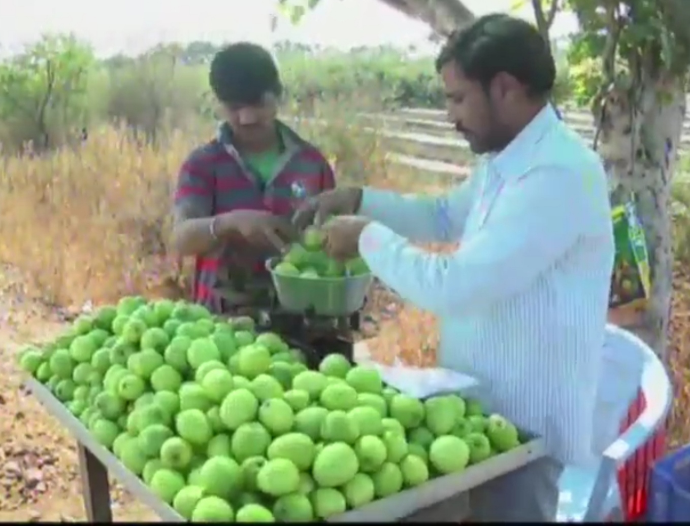 bidar-former-succesful-apple-caramel-fruit