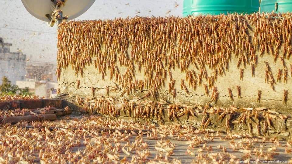 Bidar district administration is taking measures to control grasshopper