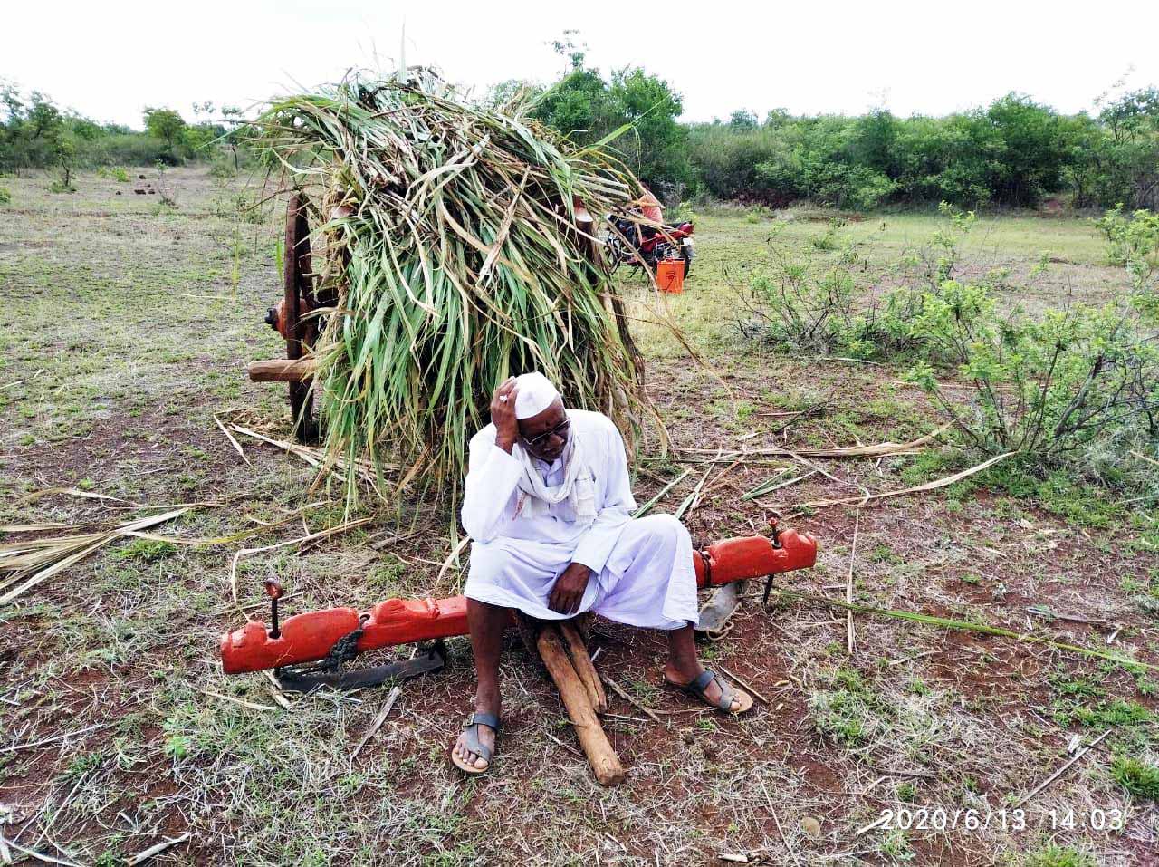 Wild boars attack the cane in basavakalyana