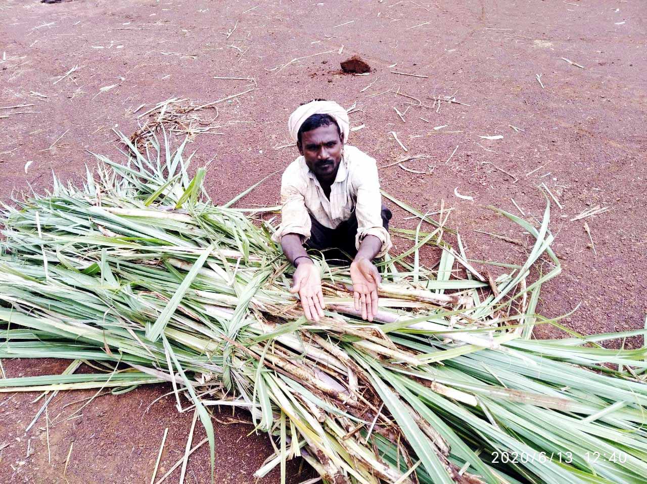 Wild boars attack the cane in basavakalyana