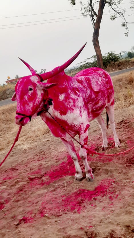 Bull Sold For Rs.14 Lakhs In Bagalkot Karnataka