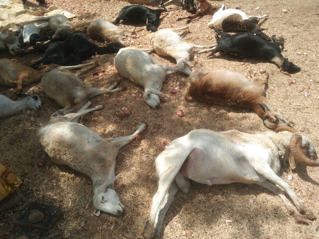 More than 20 sheep death in Bagalakote