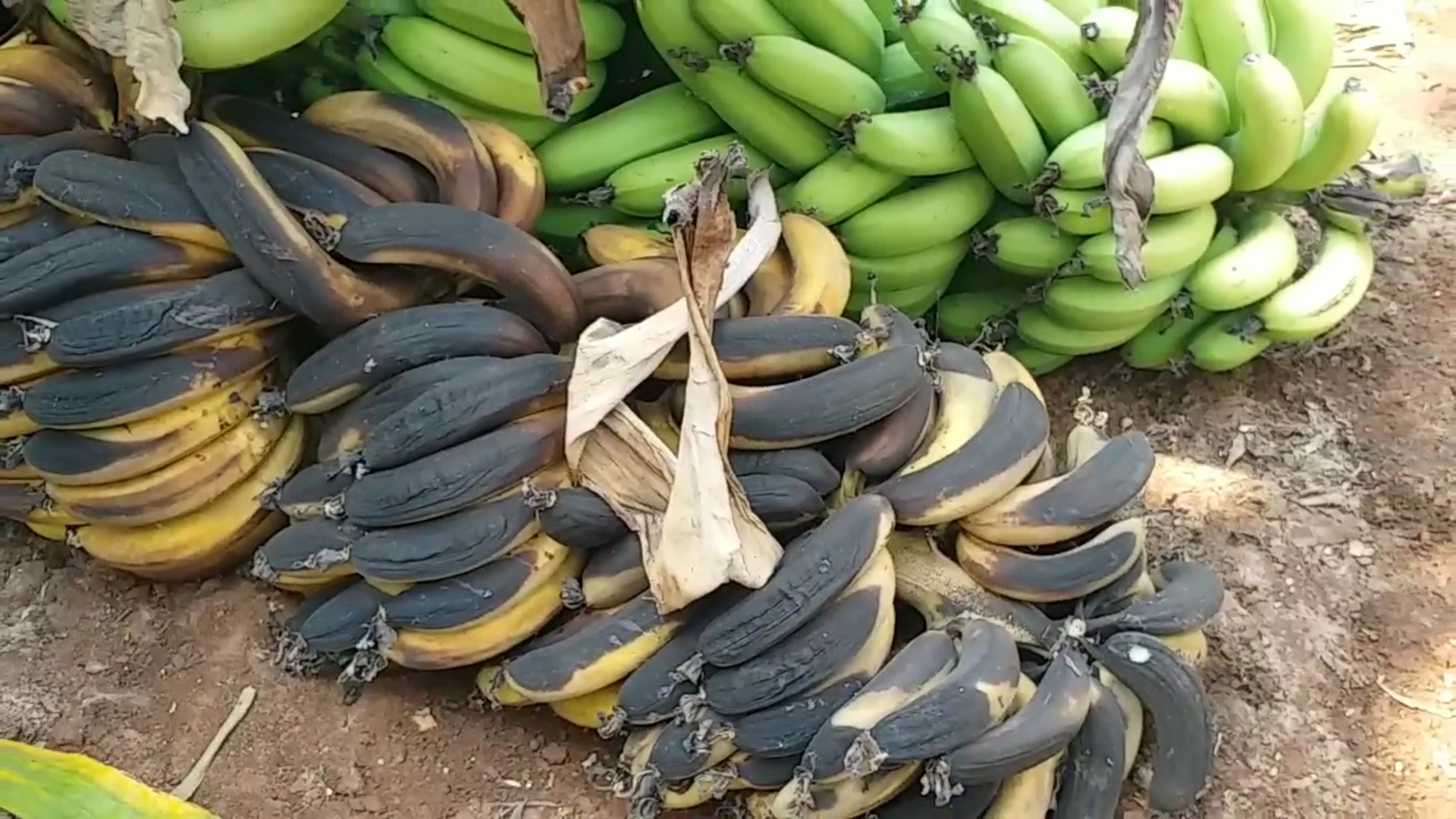 ನಷ್ಟದಲ್ಲಿ ಬಾಳೆ, ದ್ರಾಕ್ಷಿ ಬೆಳೆದ ರೈತರು