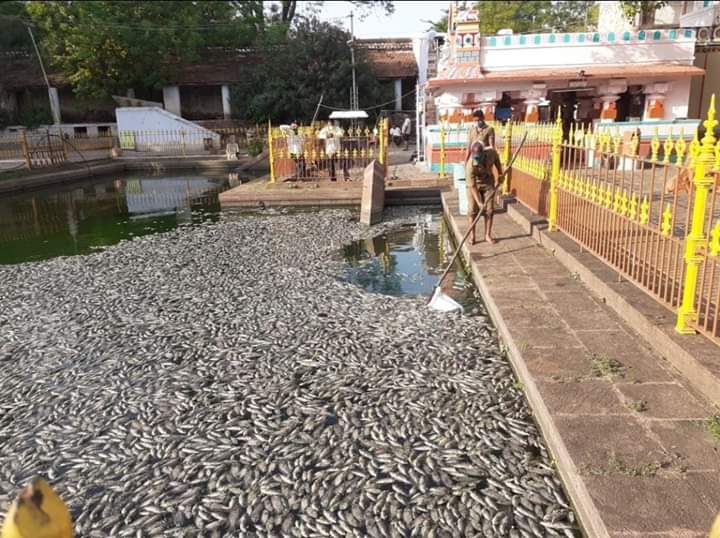 Thousands of fish death at rameshwara temple in bagalkot