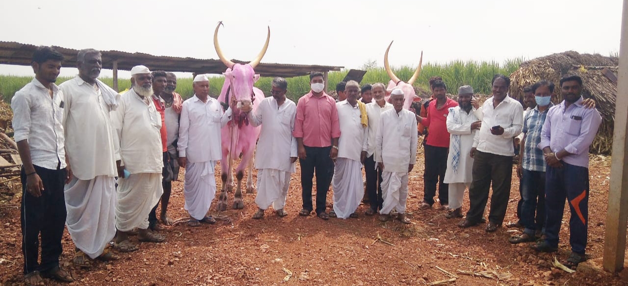 bagalkot-oxes-are-sold-at-expensive-prices-news