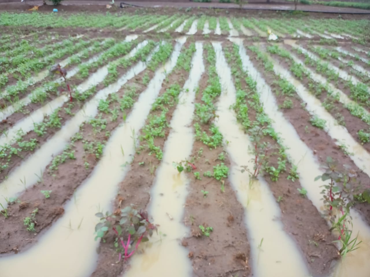 Heavy rain in Belagavi, Vegetable loss over rain in Belagavi, Belagavi rain news, ಬೆಳಗಾವಿಯಲ್ಲಿ ಭಾರೀ ಮಳೆ, ಬೆಳಗಾವಿಯಲ್ಲಿ ಮಳೆಗೆ ತರಕಾರಿ ಬೆಳೆ ನಷ್ಟ, ಬೆಳಗಾವಿ ಮಳೆ ಸುದ್ದಿ,