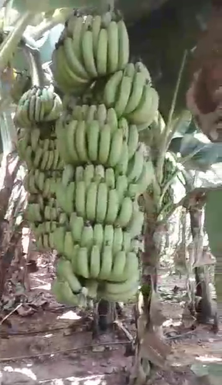 ತರಕಾರಿಗಳನ್ನು ಸಾಗಿಸಲಾಗದೇ ನಷ್ಟದಲ್ಲಿ ರೈತರು