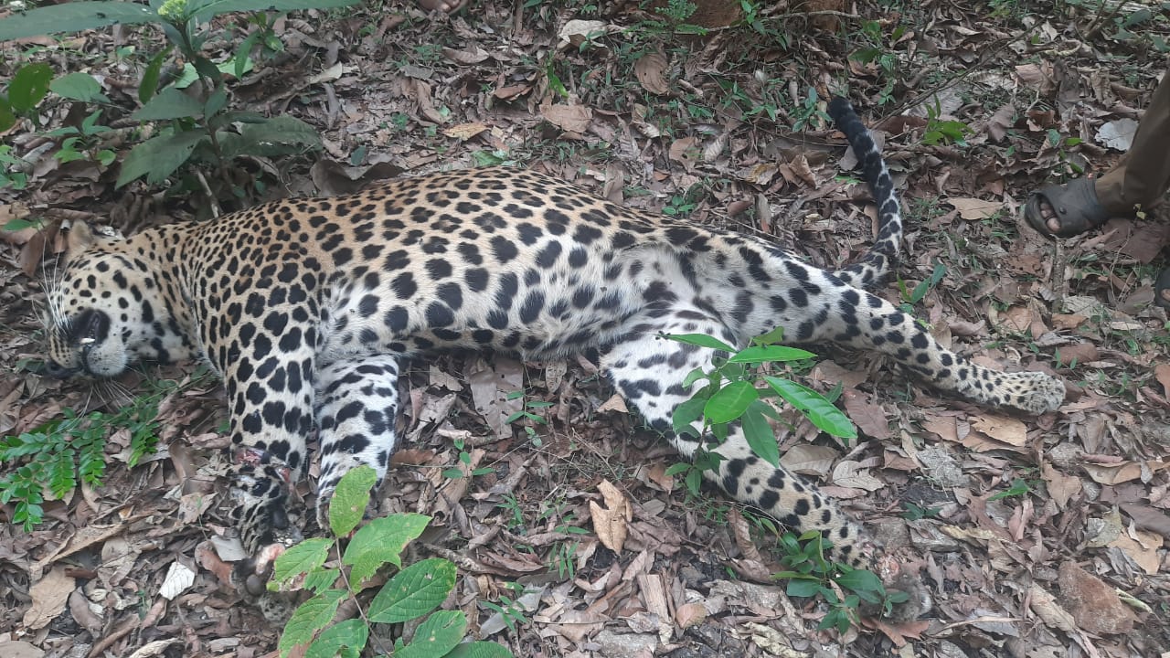 Leopard's corpse found