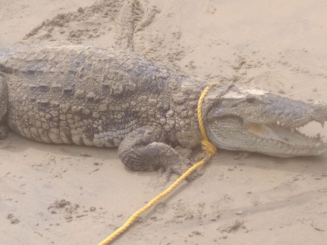 Crocodile trap in fishers net, Crocodile trap in fishers net at Uttarakannada, Crocodile trap in fishers net news, Uttarakannada Crocodile, Uttarakannada crocodile news, ಮೀನಿಗಾಗಿ ಹಾಕಿದ್ದ ಬಲೆಯಲ್ಲಿ ಸಿಕ್ತು ಭಾರಿ ಗ್ರಾತ್ರದ ಮೊಸಳೆ, ಮೀನಿನ ಬಲೆಯಲ್ಲಿ ಭಾರಿ ಗ್ರಾತ್ರದ ಮೊಸಳೆ ಸುದ್ದಿ, ಉತ್ತರಕನ್ನಡದಲ್ಲಿ ಮೀನಿನ ಬಲೆಯಲ್ಲಿ ಭಾರಿ ಗ್ರಾತ್ರದ ಮೊಸಳೆ ಪತ್ತೆ, ಉತ್ತರಕನ್ನಡ ಮೊಸಳೆ, ಉತ್ತರಕನ್ನಡ ಮೊಸಳೆ ಸುದ್ದಿ,