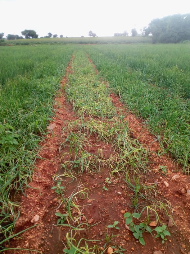 Onion crop loss in Bellary