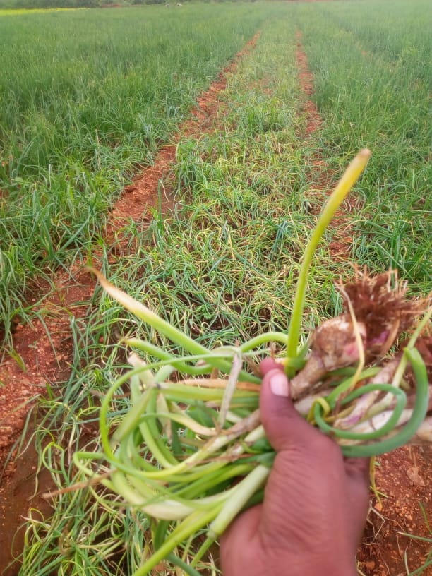 Onion crop loss in Bellary