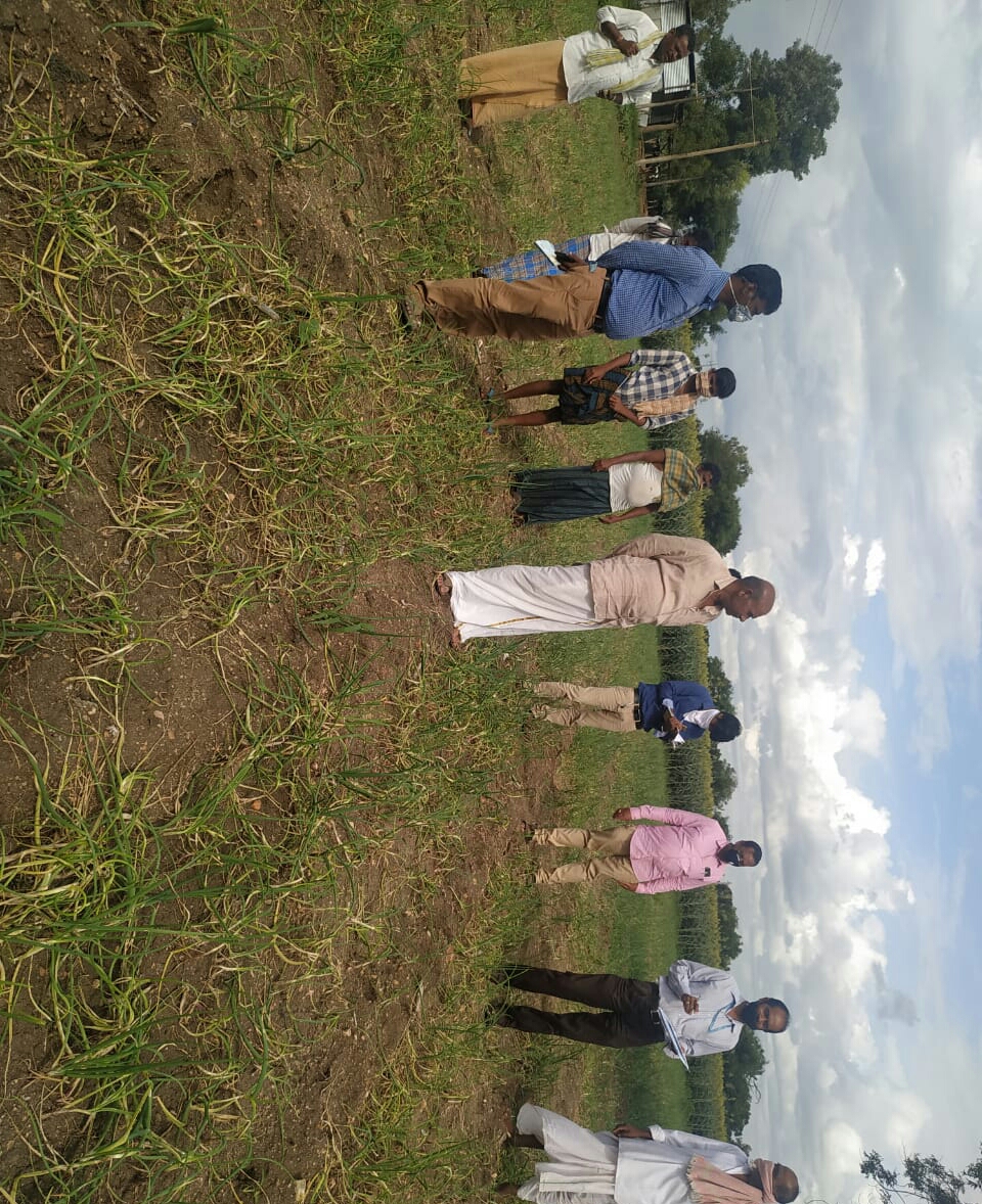 Farmers who destroyed the onion crop