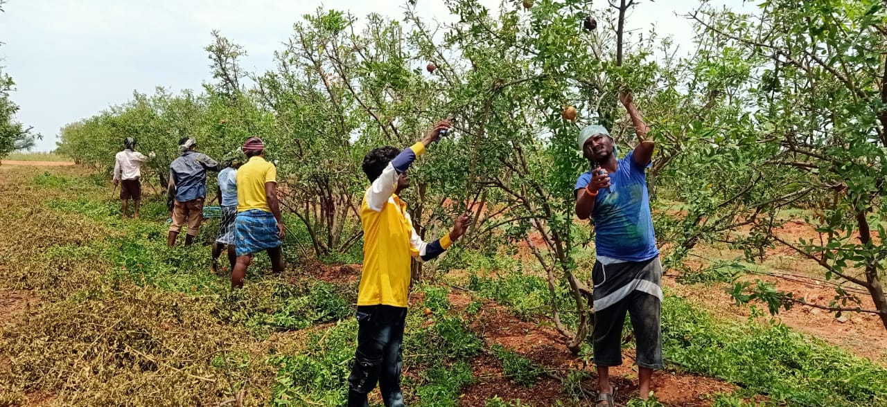 graduates work under narega